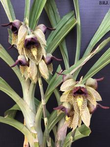 Catasetum sanguineum