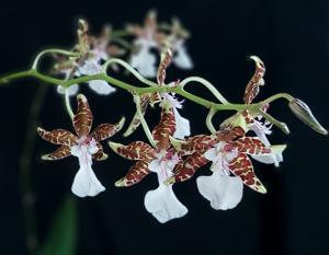 Oncidium leucochilum