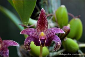Bulbophyllum lobbii subsp. breviflorum