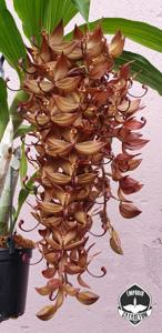 Cycnoches cooperi