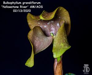 Bulbophyllum grandiflorum