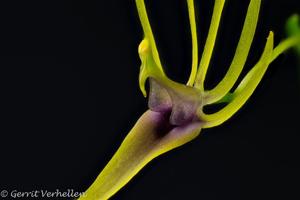 Hofmeisterella eumicroscopica