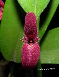 Restrepiella ophiocephala