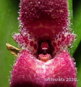 Restrepiella ophiocephala