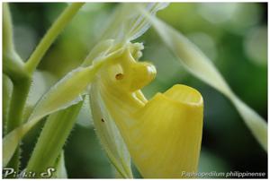 Paphiopedilum philippinense