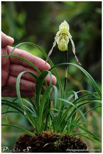 Phragmipedium pearcei