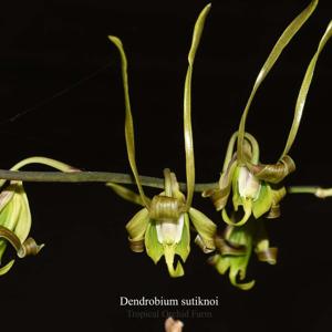 Dendrobium sutiknoi