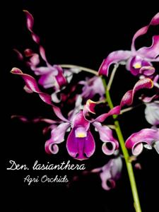 Dendrobium lasianthera