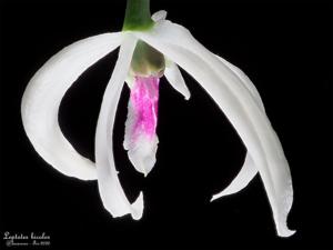 Leptotes bicolor