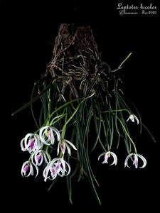 Leptotes bicolor