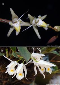 Coelogyne longipes