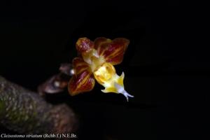 Cleisostoma striatum