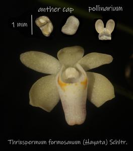 Thrixspermum formosanum