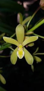 Cymbidium chloranthum