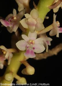 Smitinandia micrantha
