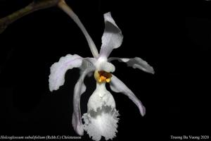 Holcoglossum subulifolium