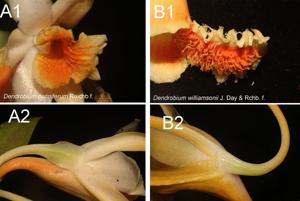 Dendrobium cariniferum