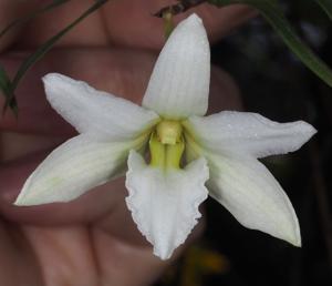 Dendrobium auriculatum