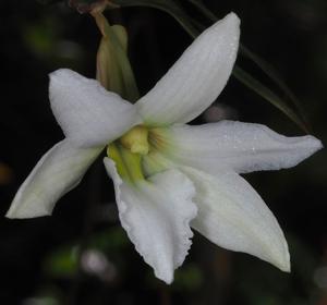 Dendrobium auriculatum