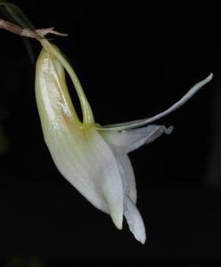 Dendrobium auriculatum