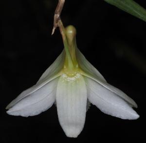 Dendrobium auriculatum