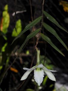 Dendrobium auriculatum