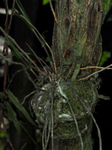 Dendrobium auriculatum