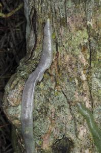 Dendrobium auriculatum