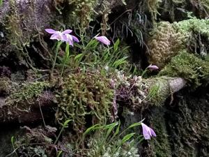 Pleione formosana