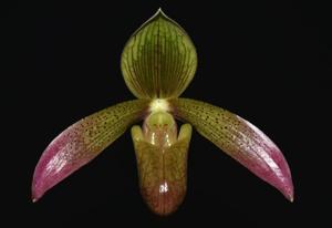 Paphiopedilum lunatum