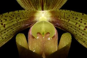 Paphiopedilum lunatum