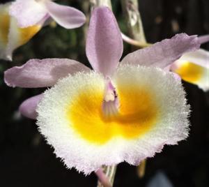 Dendrobium polyanthum