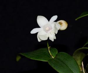 Dendrobium aberrans