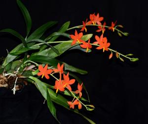 Prosthechea vitellina