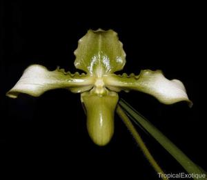 Paphiopedilum hirsutissimum