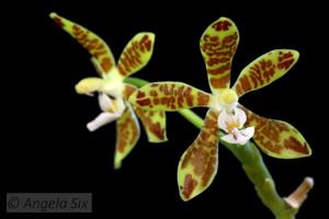 Phalaenopsis viridis