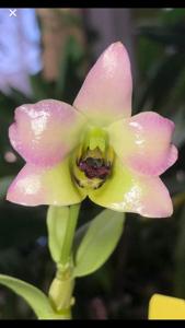 Dendrobium trantuanii