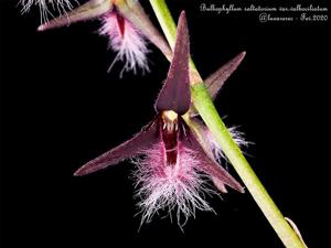 Bulbophyllum saltatorium var. albociliatum