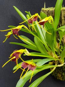 Masdevallia bicolor