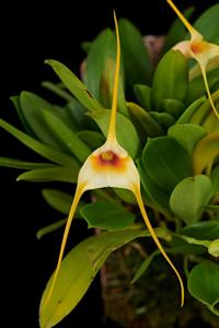 Masdevallia rex