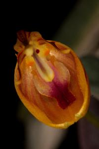 Restrepia nittiorhyncha