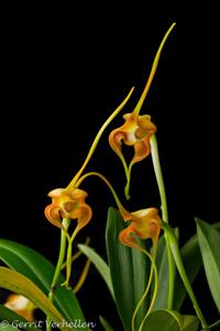 Masdevallia norops