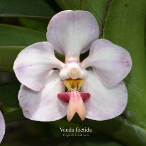 Vanda foetida