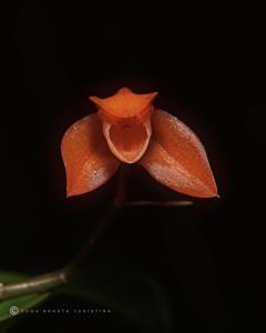 Coelogyne miniata