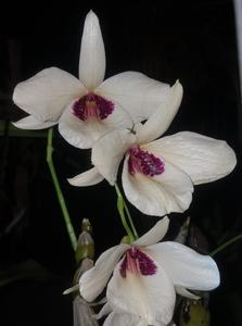 Dendrobium albosanguineum