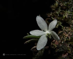 Trichoglottis biglandulosa