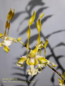 Dendrobium strebloceras