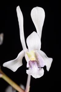 Dendrobium lineale