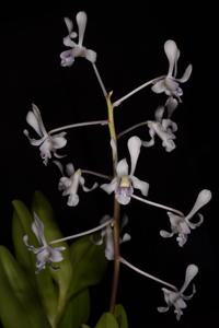 Dendrobium lineale