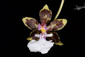 Oncidium leucochilum